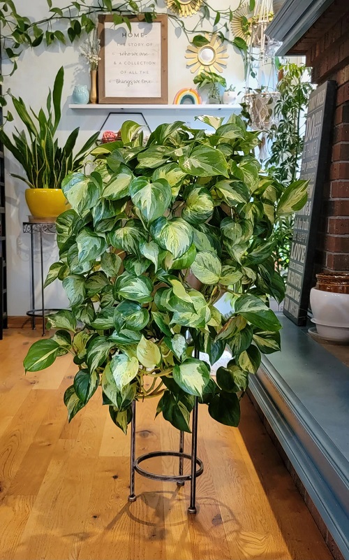 Manjula Pothos Placement Ideas That Show Off Its Stunning Swirls 1