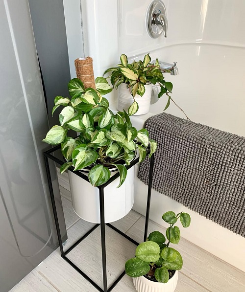 Stunning Manjula Pothos Display