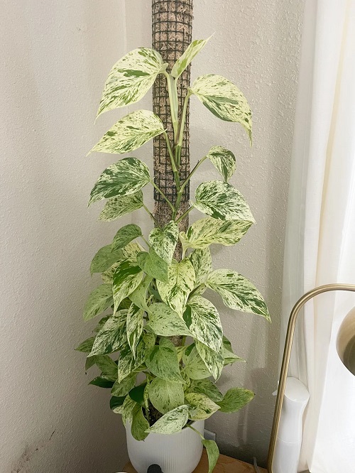 Hanging Marble Queen Pothos 2