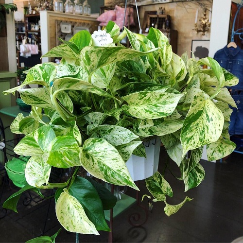 Make a Marble Queen Pothos Fuller