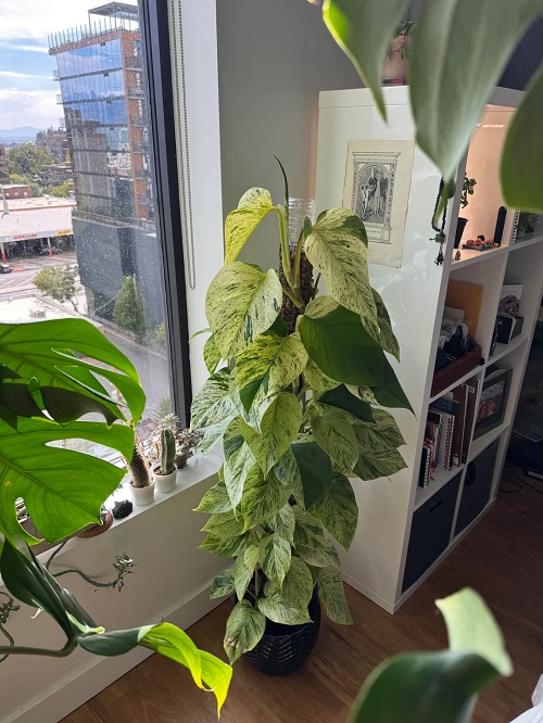 How to Make Marble Queen Pothos Grow Faster and Fuller 3