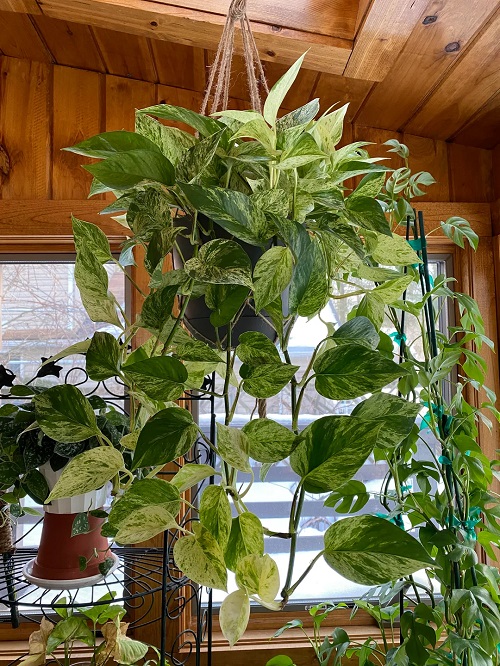 Hanging Marble Queen Pothos