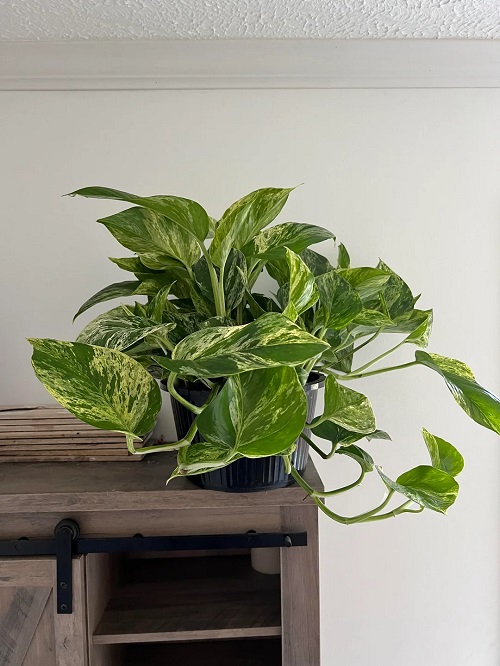 Marble Queen Pothos indoor