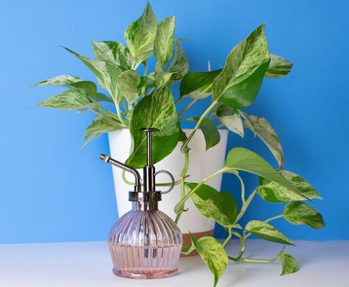 Marble Queen Pothos indoor 3