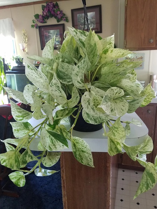 How to Make Marble Queen Pothos Grow Faster and Fuller 1