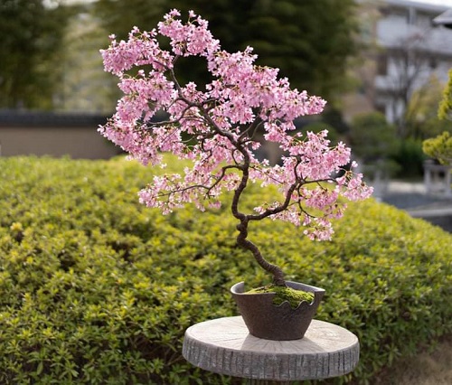 Bonsai Trees with Pink Flowers 4