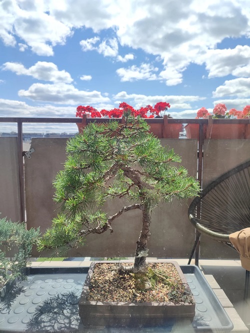 Requirements for Growing Pine Bonsai