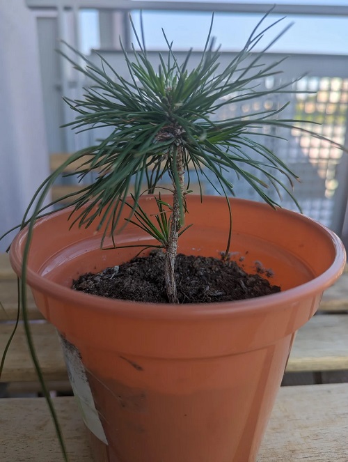 Propagating Pine Bonsai