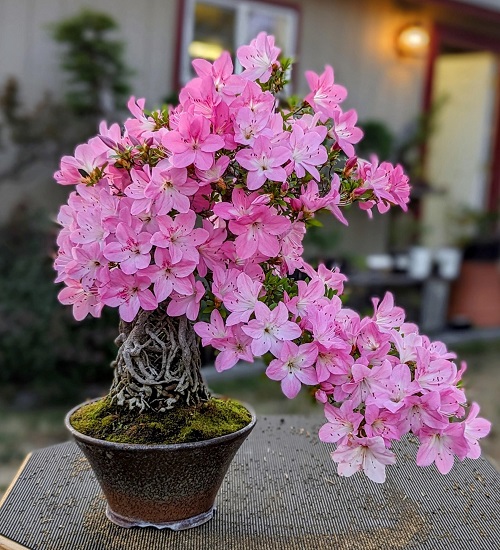 Bonsai Trees with Pink Flowers 5
