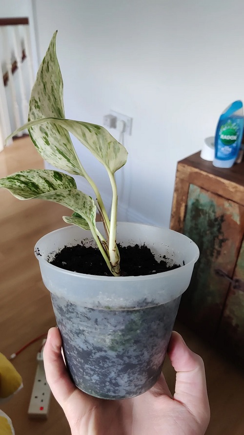 How to Make Marble Queen Pothos Grow Faster and Fuller 2