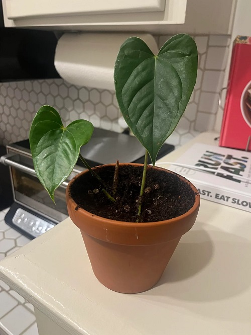 Care for Thriving Anthuriums 2