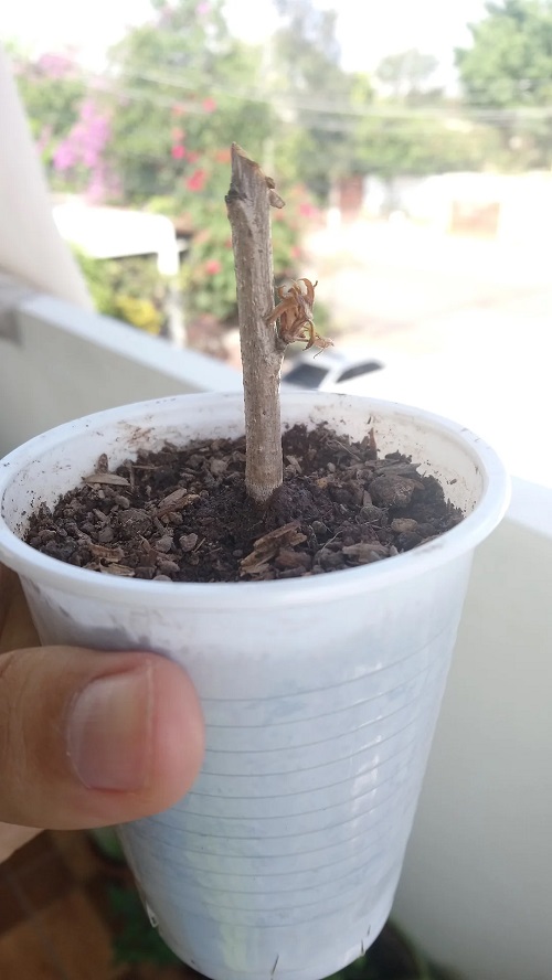 Propagating Cherry Tree Bonsai