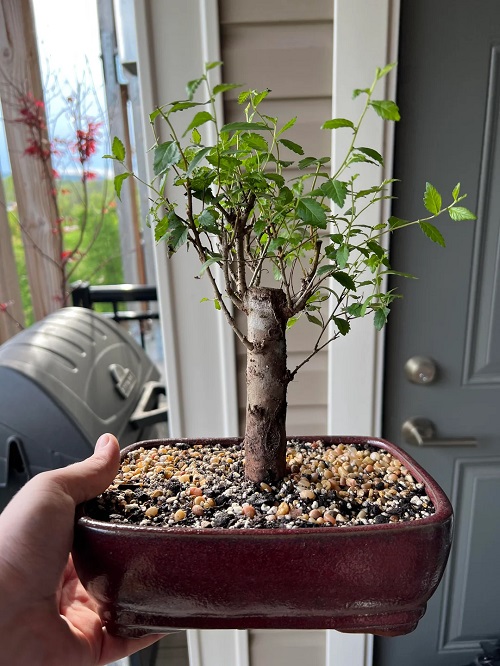 Propagating Chinese Elm Bonsai