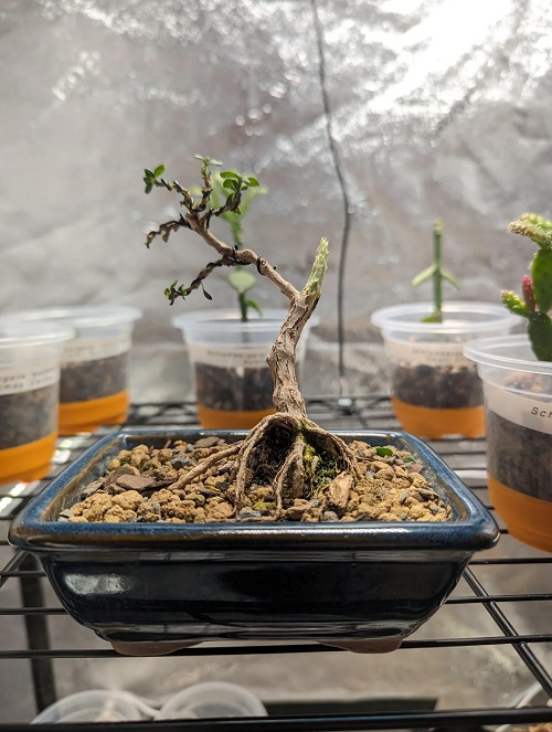 Propagating Serissa Bonsai