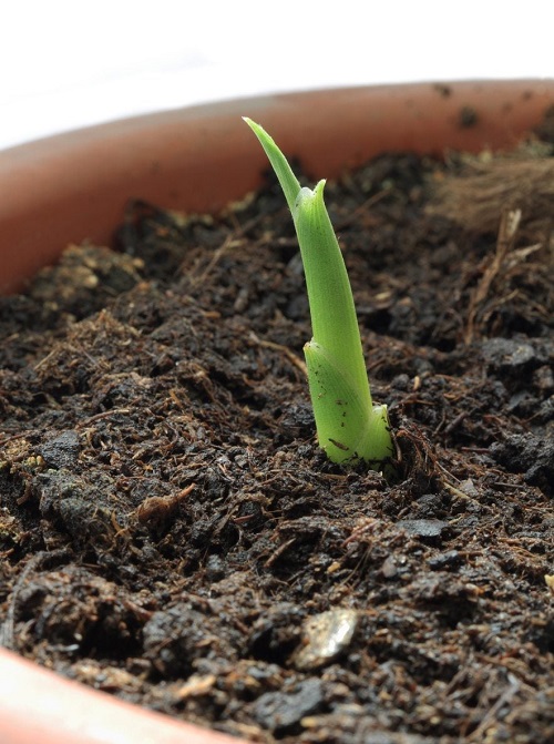 Propagating Spiral Ginger Plant