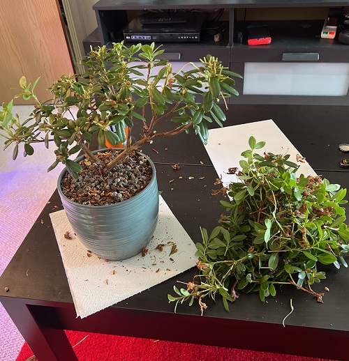 Pruning Bonsai Tree