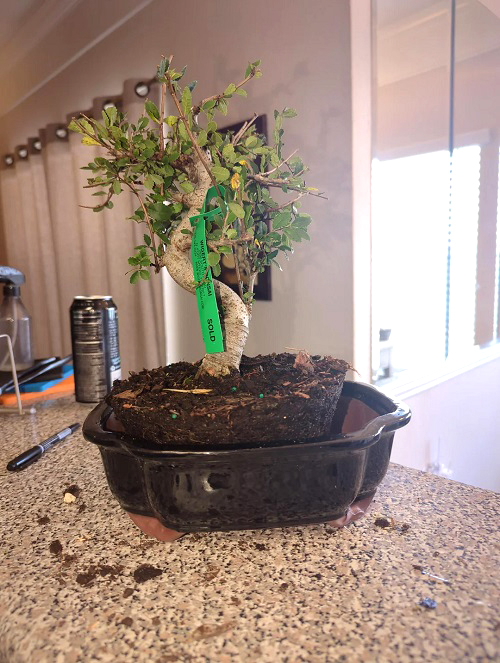 Repotting Chinese Elm Bonsai
