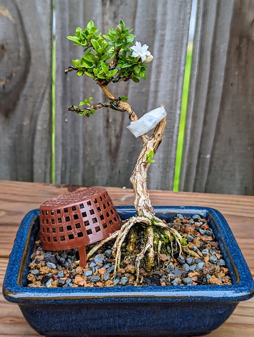 Growing Serissa Bonsai Tree 2