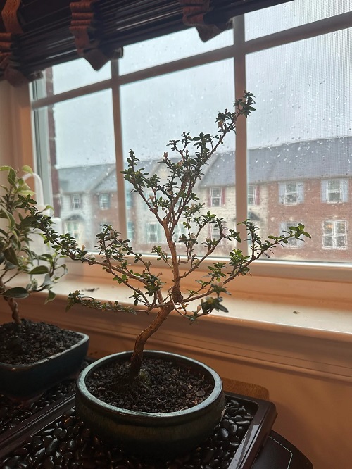 Growing Serissa Bonsai Tree