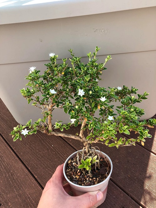 Serissa (Serissa Japonica/Tree of Thousand Stars) Care Guide