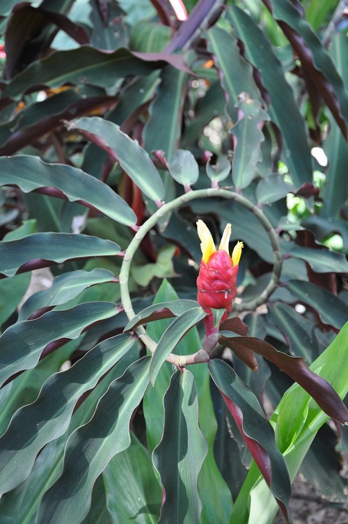 Growing Spiral Ginger Plant 2