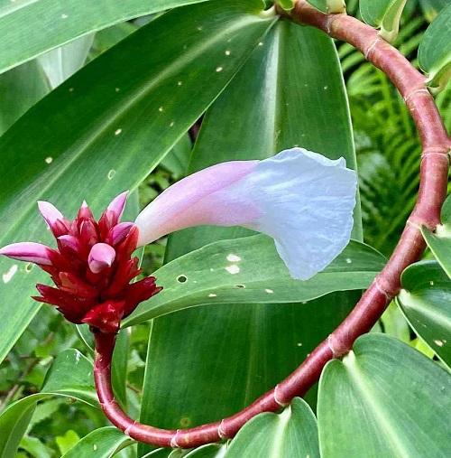 Growing Spiral Ginger Plant