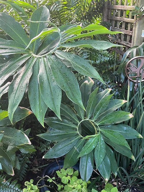 How to Grow and Care for Spiral Ginger Plant