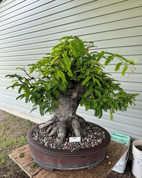 Tamarind Bonsai