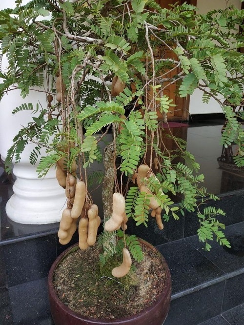 Tamarind Bonsai Tree Care and Growing Guide