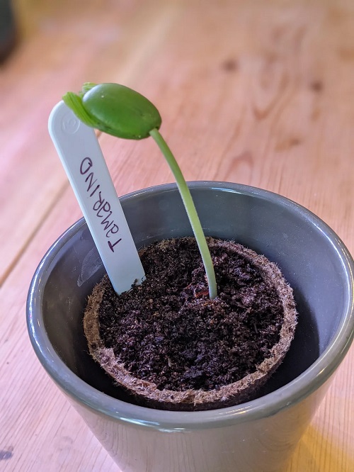 Tamarind Bonsai propagation
