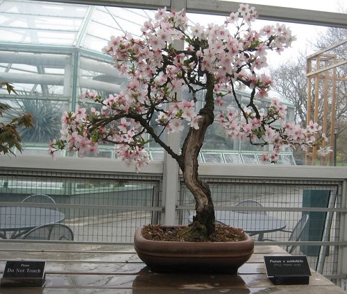 Bonsai Trees with Pink Flowers 1