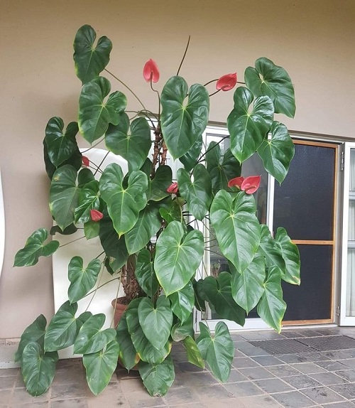 Care for Thriving Anthuriums