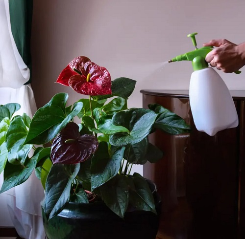 Growing an Anthurium indoor