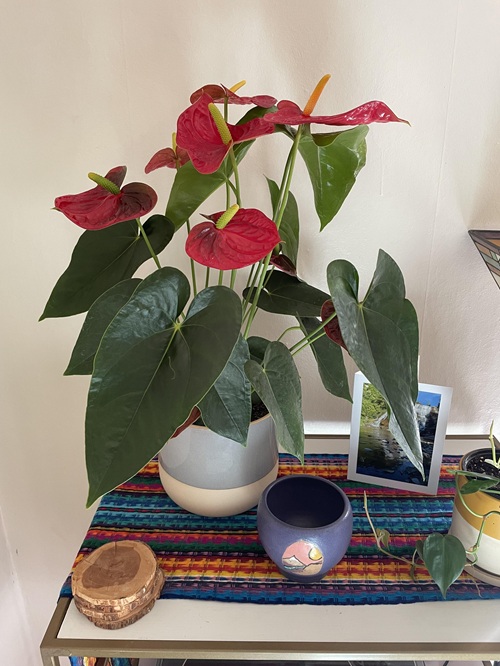 Repotting Anthurium