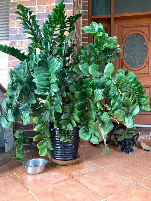 How to Make a ZZ Plant Multiply in the Same Pot- No Tools Needed 1