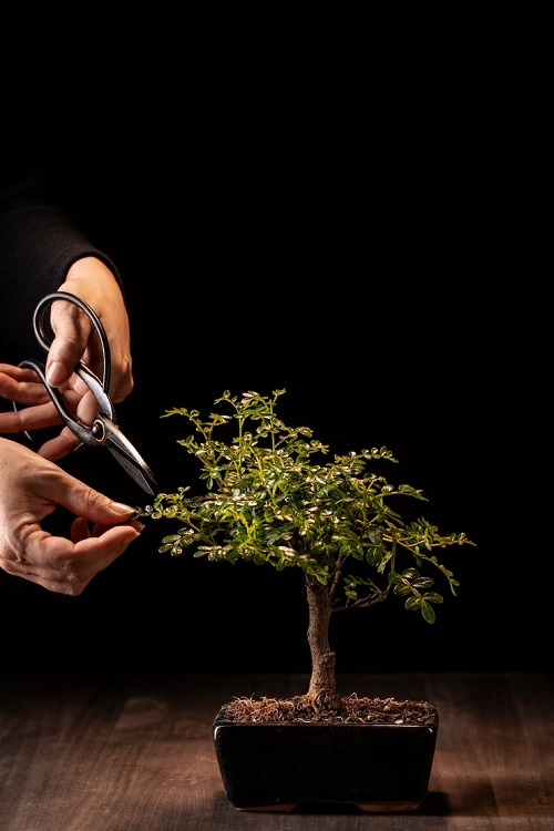 Pruning Fukien Tea Tree Bonsai 
