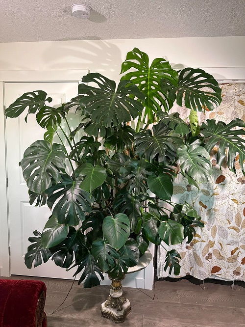 Unusual Spots to Place Your Monstera for Explosive Growth 1