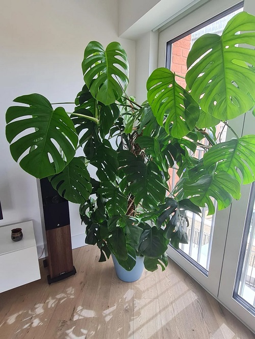 Unusual Spots to Place Your Monstera for Explosive Growth 3