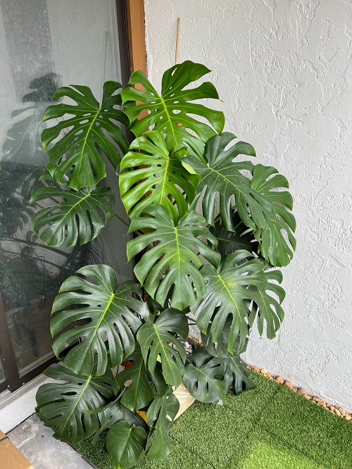 Monstera On a Covered Balcony or Porch