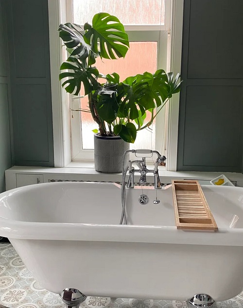 Unusual Spots to Place Your Monstera for Explosive Growth 2