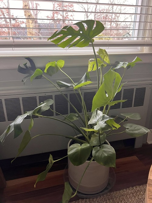 Unusual Spots to Place Your Monstera for Explosive Growth