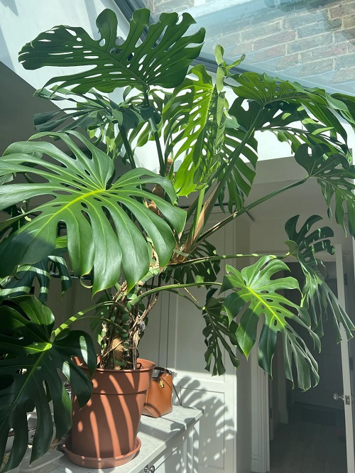Unusual Spots to Place Your Monstera for Explosive Growth