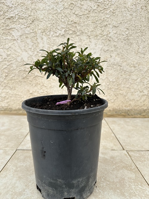 Propagating an Azalea Bonsai tree