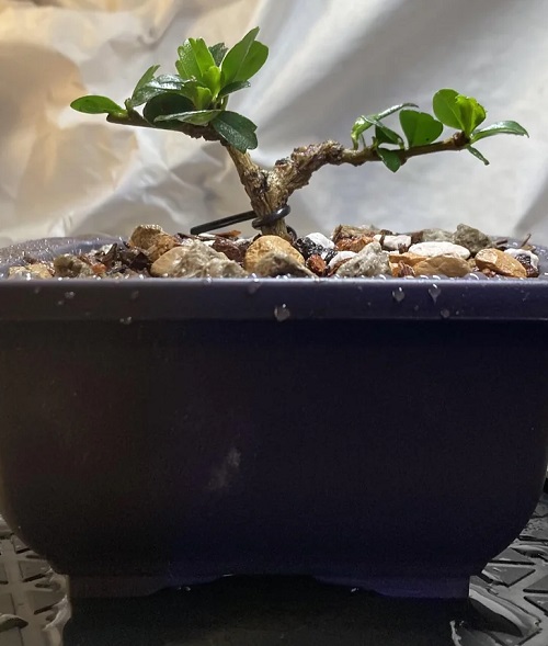Propagating Fukien Tea Tree Bonsai