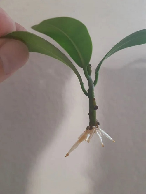 Ginseng Ficus Bonsai Care Guide 2