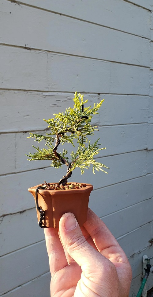 Juniper Bonsai Tree Care Guide 2