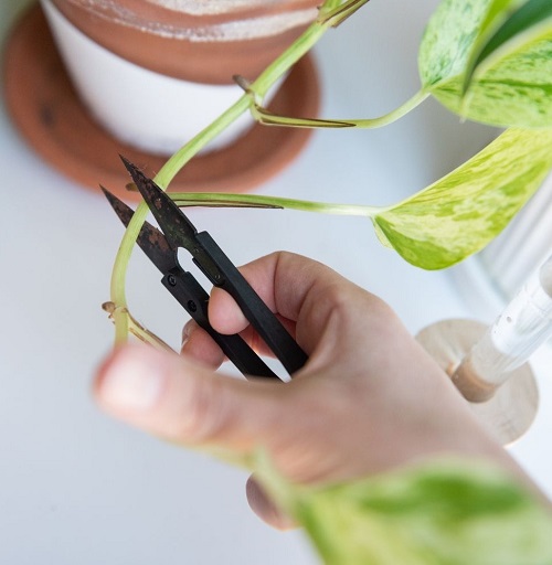 Prune Marble Queen Pothos 
