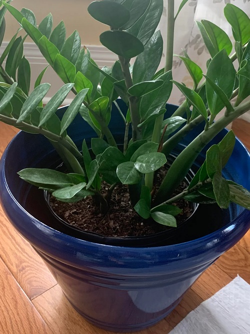 How to Make a ZZ Plant Multiply in the Same Pot- No Tools Needed 3