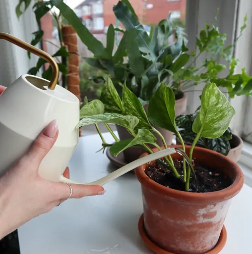 Marble Queen Pothos indoor 2