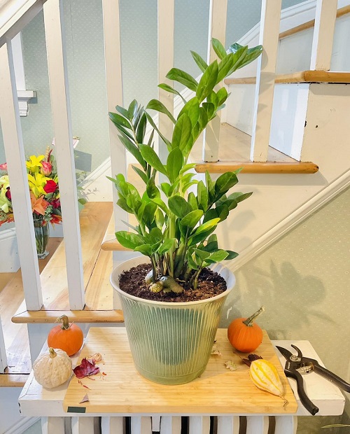 Big ZZ plant indoor 2